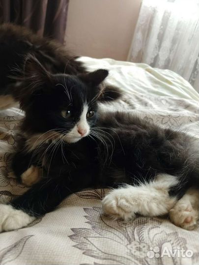 Котята в добрые руки бесплатно