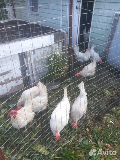 Куры несушки