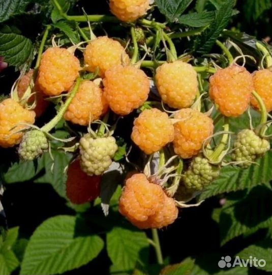 Малина Беглянка