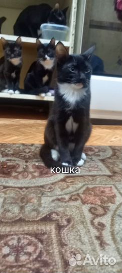 Кошка