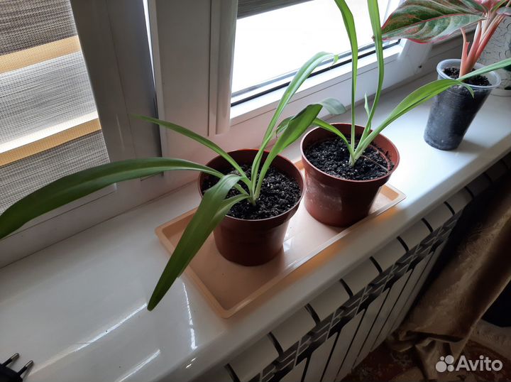 Хлорофитум