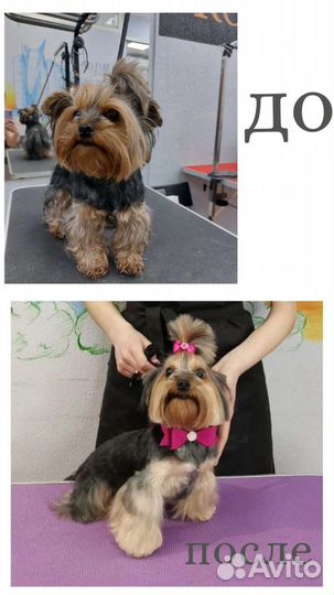 Грумер выезд на дом