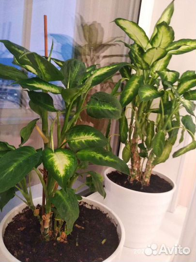 Диффенбахия