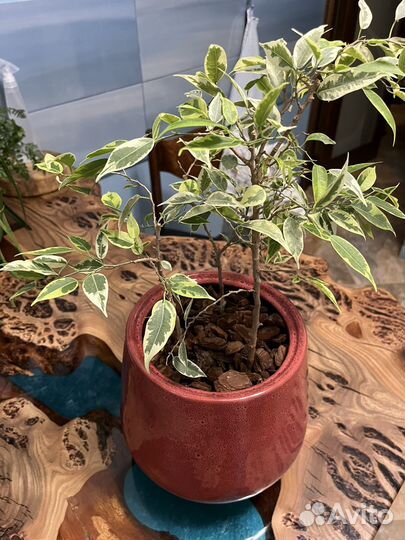 Фикус бенджамина