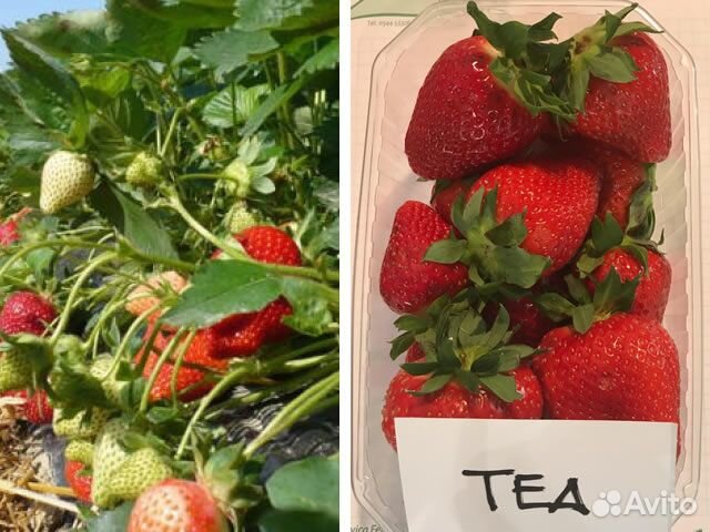 Саженцы клубники сорта Теа