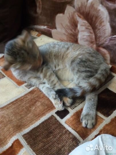 Котенок девочка 3,5 месяца