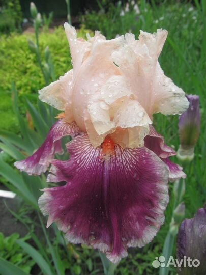 Ирисы сортовые