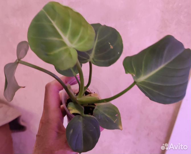 Филодендрон глориозум