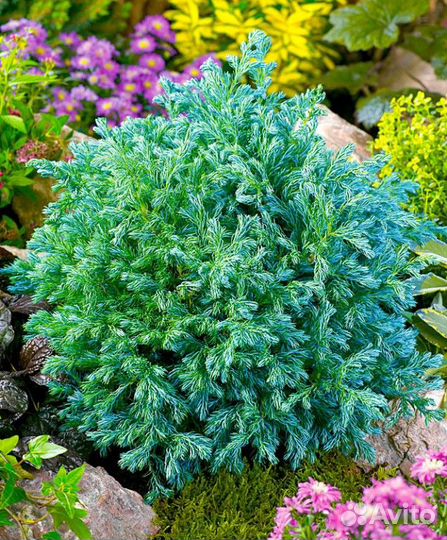 Кипарисовик 