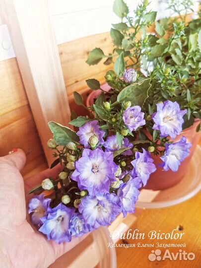 Кампанула Жених и Невеста