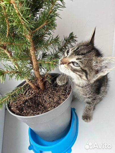Котенок мальчик 1,5 месяца