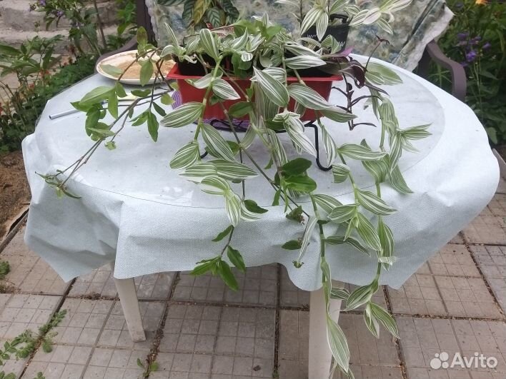 Традесканция ассорти из 3х видов