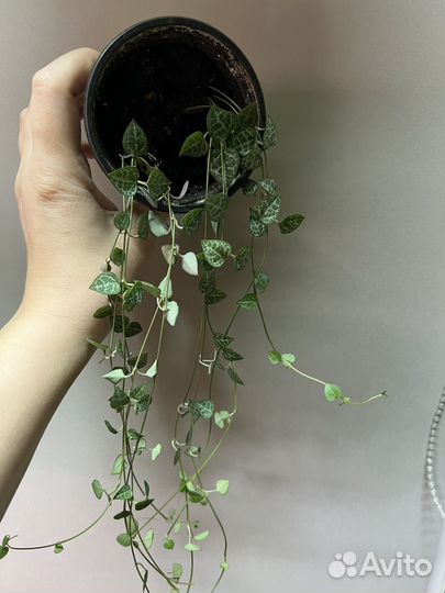 Циропегия вуда