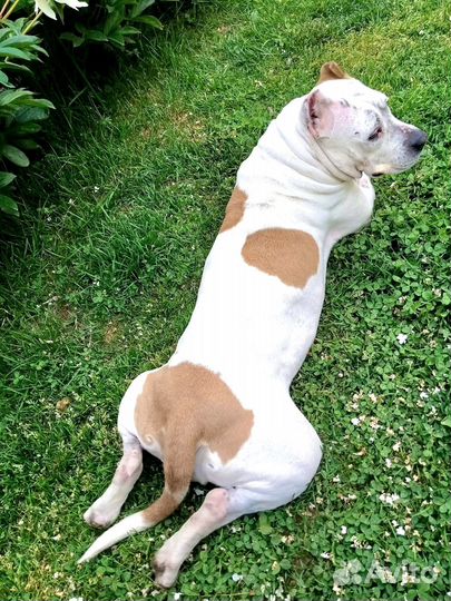 Американский стаффорд девочка в дар