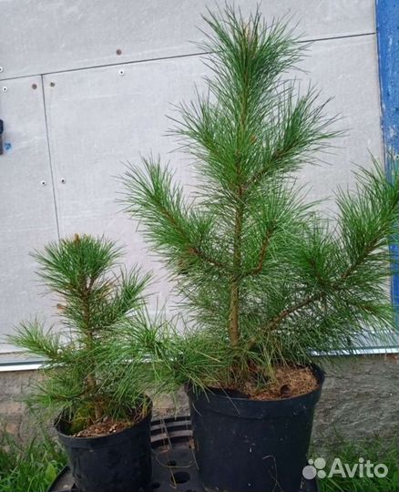 Саженцы кедра