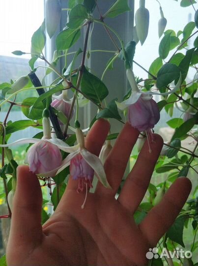 Фуксия Laura Biolcati-Rinaldi