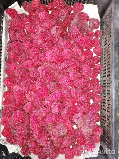 Малина самосбор