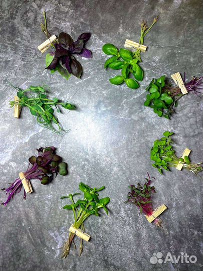 Микрозелень