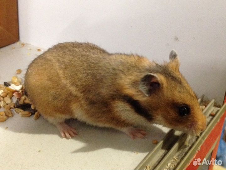 Хомячок сирийский золотистый сатиновый