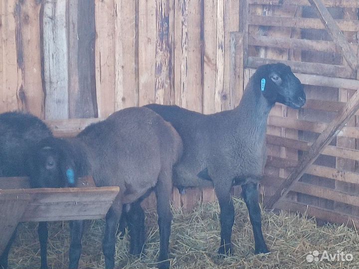 Овцы,ягнята, бараны