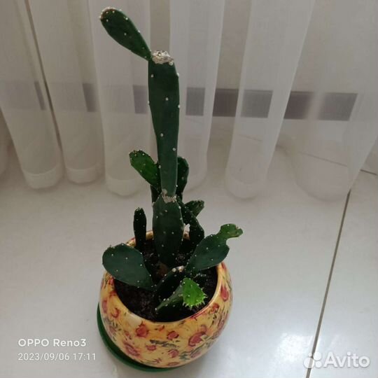 Кактус опунция