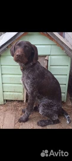 Дратхаар вязка