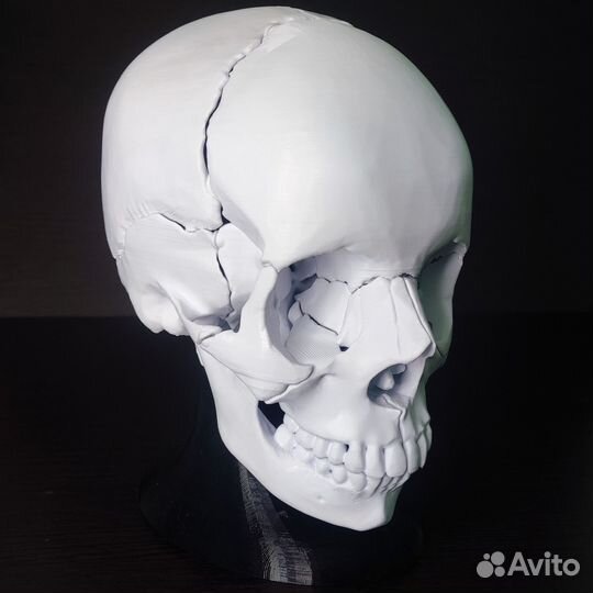 Разборный анатомический череп человека