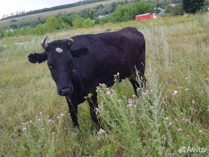 Телка 1.5 года