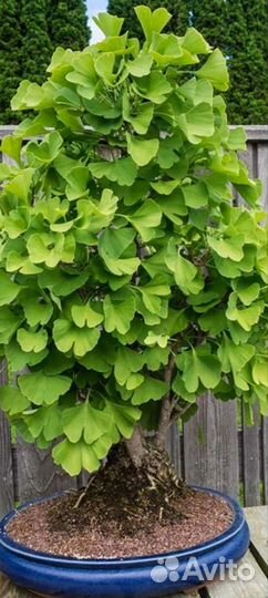 Гинкго Билоба семена