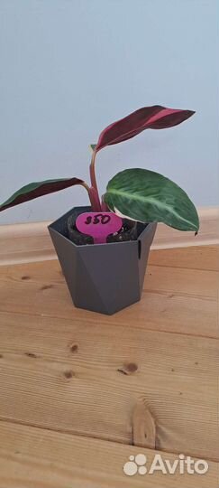 Строманта Триколор