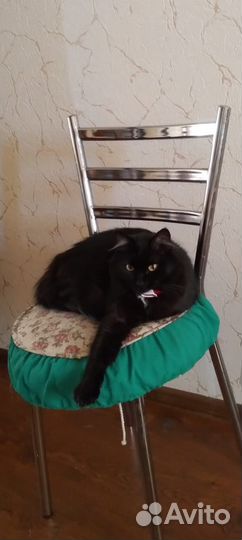 Отдам кота в добрые руки
