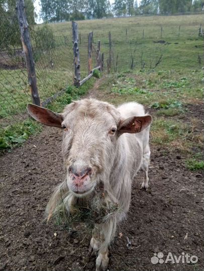 Козел зааненский