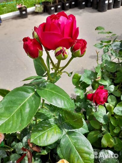 Розы чайные гибридные