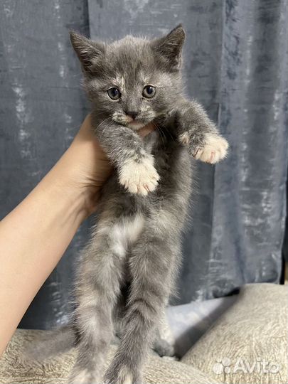 Шотландские котята прямоухие