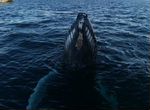 Незабываемые туры, морские прогулки, за китами
