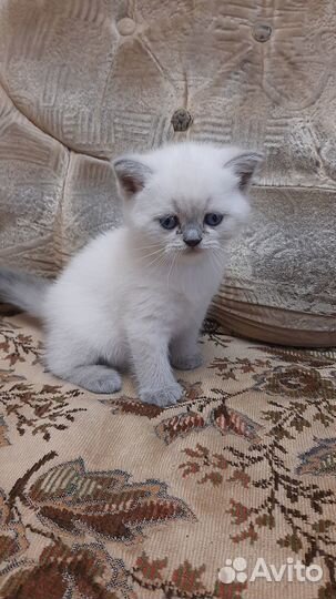 Шотландские котята