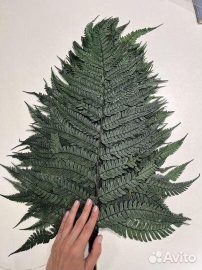 Папоротник стабилизированный оптом и в розницу