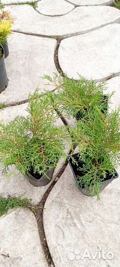 Саженцы туя, ель, можжевельник, сосна хвойные