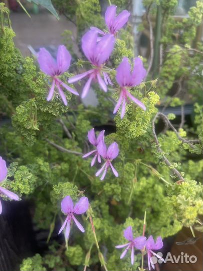 Герань душистая