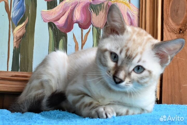 Снежная бенгальская кошка