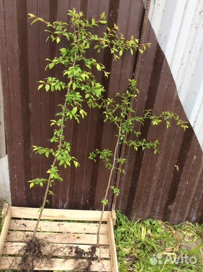 Саженцы (разные