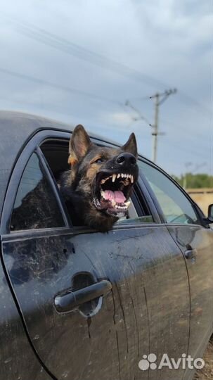 Вязка. Кобель немецкая овчарка