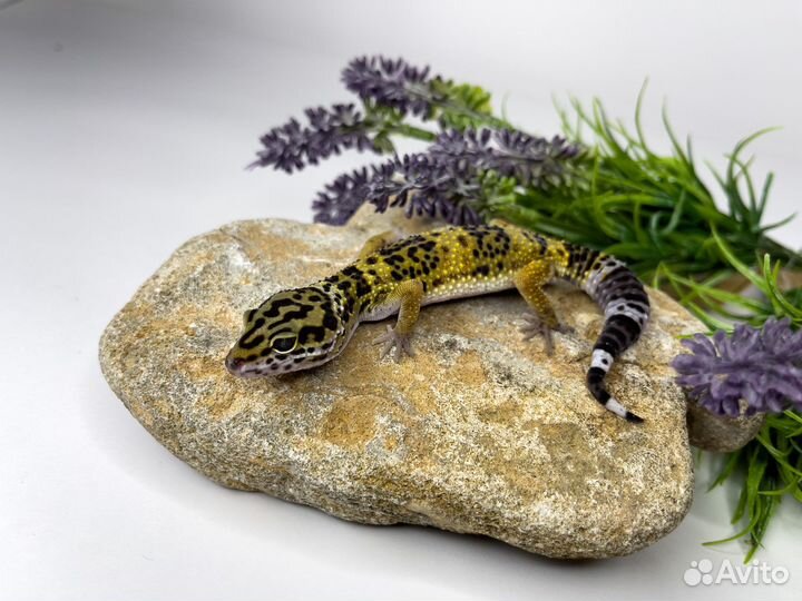 Эублефары мальки