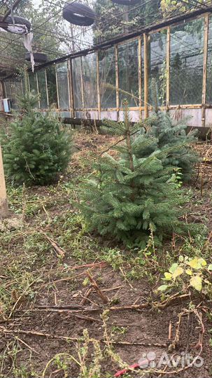 Голубые ели