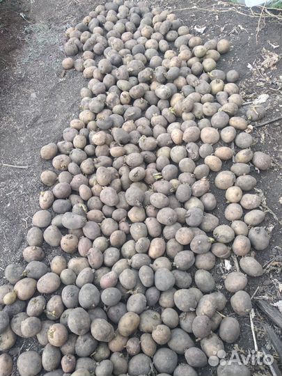 Деревенский семенной картофель