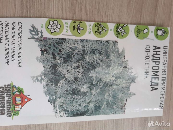 Цинерария. Бронь до 26 апреля