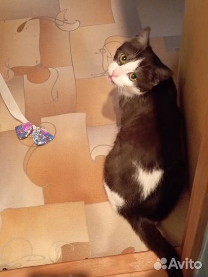 Кошечка в добрые руки