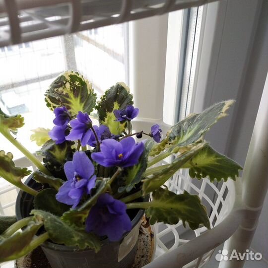 Цветущие фиалки