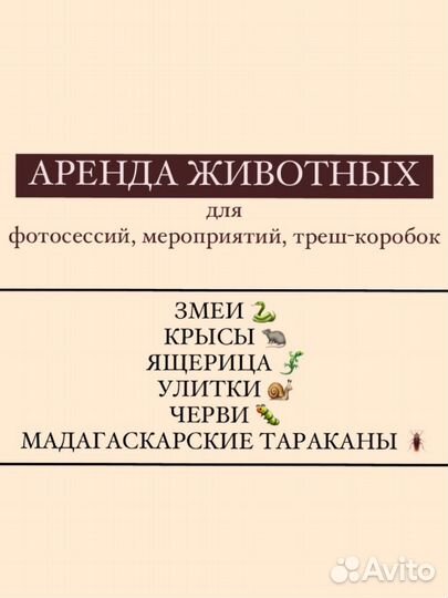 Аренда животных