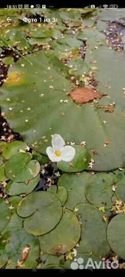 Ирис болотный, водокрас